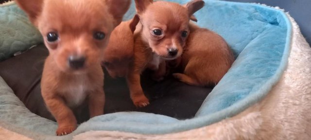 Image 4 of Mini Chorkie pups shorthaired 1 girl and 1 boy