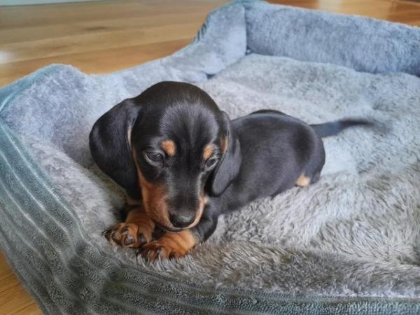 Image 10 of smooth hair black + tan mini dachshunds READY NOW