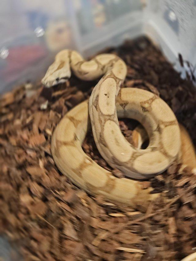 Preview of the first image of Stunning young female jungle boa.