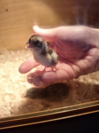 Image 4 of Beautiful coturnix quail chicks available