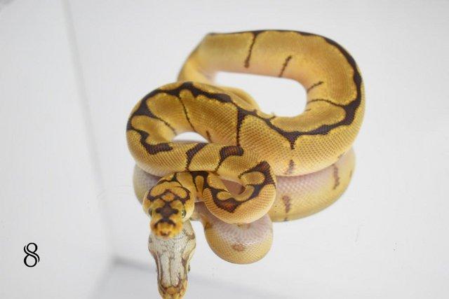 Image 5 of Ball python, Regius, clown, lovely snakes available !!