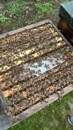 Image 10 of Bee Nucs overwintered 2024 for sale