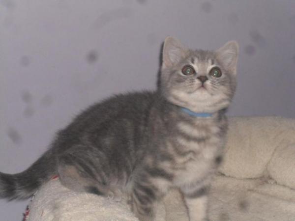 Image 3 of British Shorthair Blue Male Kitten ***READY NOW***