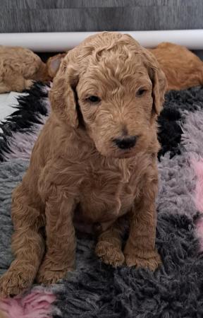 Image 12 of Standard poodle puppies