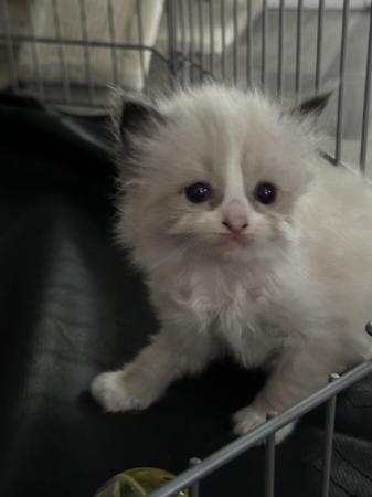 Image 3 of Pure Bred Ragdoll Kittens