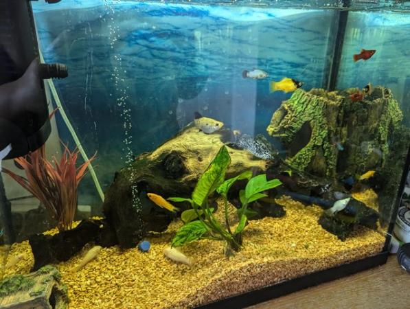 Image 5 of 80ltr fish tank, tropical fish, accessories