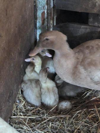Image 2 of For sale: 10x 3 week old Buff Orpington ducklings