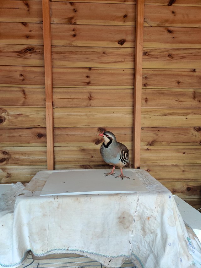 Preview of the first image of Asian partridge £35 ovo not sure boy?.