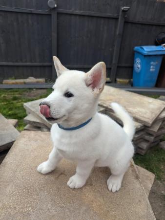 Image 10 of Stunning Husky-Akita puppies ready for new homes now!