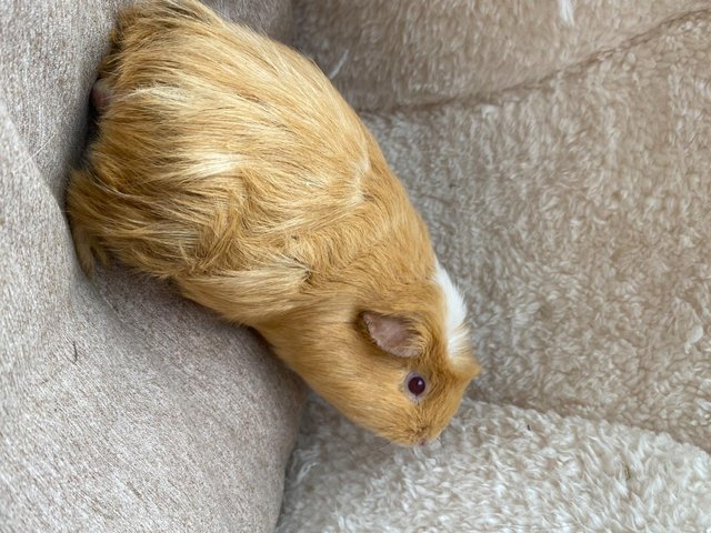 Female guinea pigs for sale