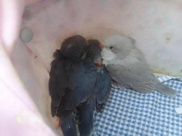 Image 20 of DNA tested baby Quaker parrots looking for loving homes