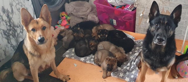 Image 19 of German shepherd puppies for sale
