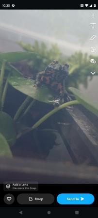 Image 1 of Yellow Bellied Toad for sale
