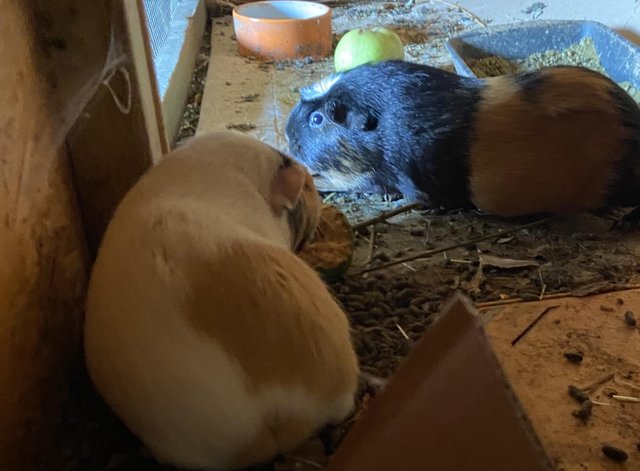 Lovely bonded Sows mum and daughter . — photo 3 of 4