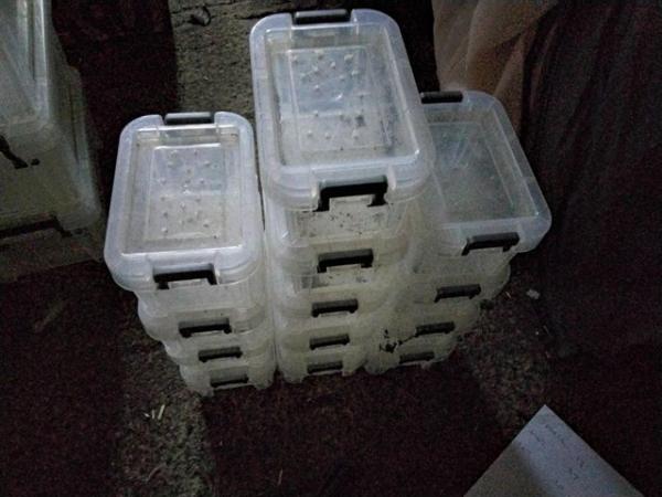 Image 4 of Assorted  plastic  tubs ideal for tarantulas