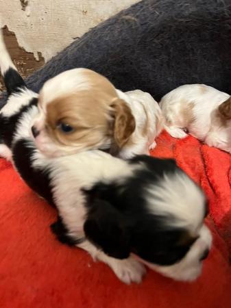 Image 8 of Cavalier King Charles Spaniel puppies