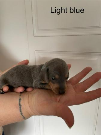 Image 2 of Dachsund Puppies for sale