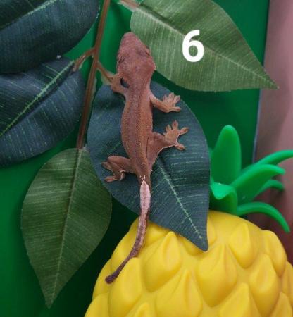 Image 3 of Crested Gecko Juveniles CB23