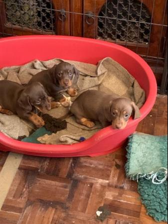 Image 6 of Miniature dachshund puppies