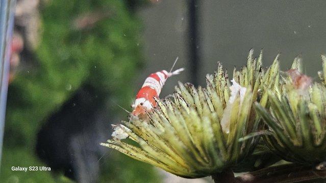 Image 7 of Red cherry shrimps all colours