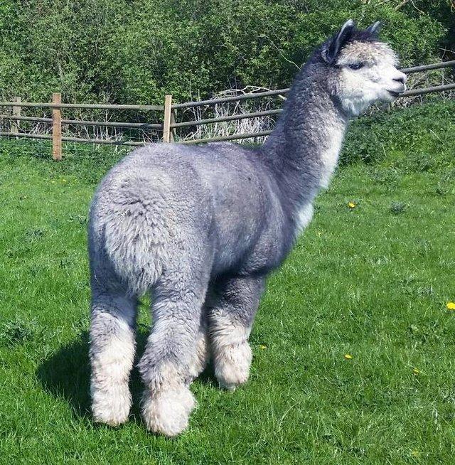 Preview of the first image of ALPACA GREY BAS REGISTERED CHAMPION FOR SERVICES.