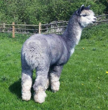 Image 1 of ALPACA GREY BAS REGISTERED CHAMPION FOR SERVICES