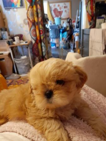 Image 2 of Stunning Imperial Shih Tzu puppies Ready now
