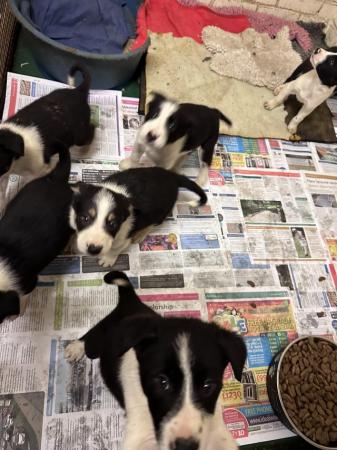 Image 3 of 4 beautiful border collie dog puppies available