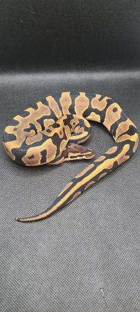 Image 12 of Royal /ball pythons available and male and female boas