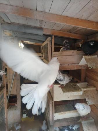 Image 5 of Pigeons in need of new homes