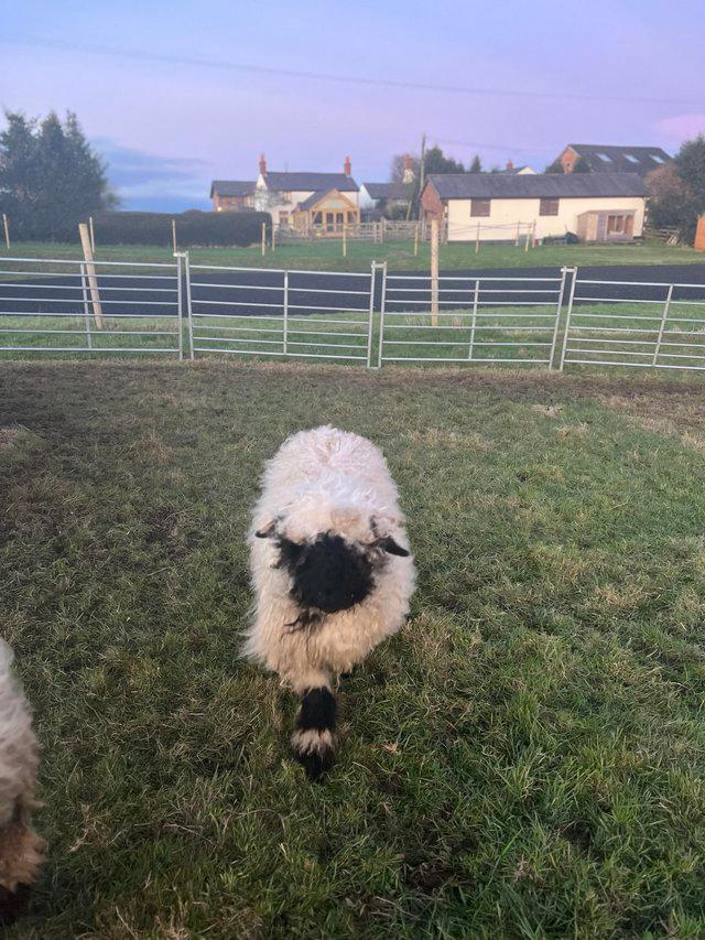 Preview of the first image of 2 X Pedigree Valais Blacknose Ewes.