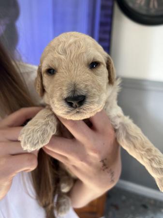 Image 8 of F1B Labradoodle puppies for sale looking for loving humans