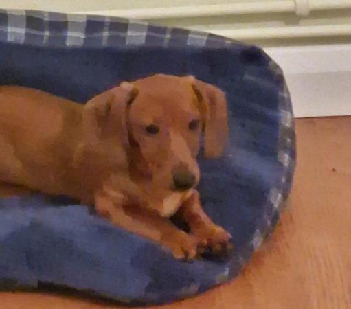 Image 9 of Adorable Miniature smooth Dachshund puppies ready now.