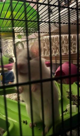 Image 5 of 15 mth male Syrian hamster with large cage and accessories