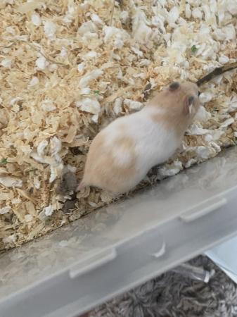 Image 3 of 13 week old hamster for rehome