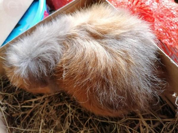Image 1 of Pair lovely bonded Guinea pigs