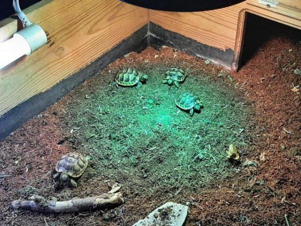Image 3 of 1 year old Baby Spur Thigh Tortoises for sale