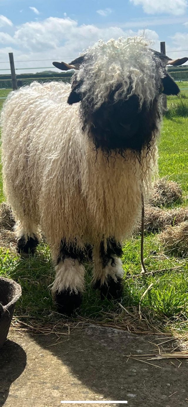 Preview of the first image of Valais Blacknose wether.