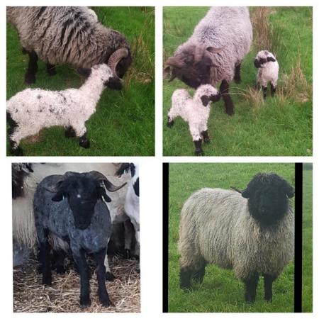 Image 2 of Valis Blacknose Ewe (7/8) *** 100% Pure* Twi lambs at foot.