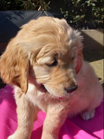 Image 14 of Golden Retriever Puppy reduced last girlMessage for detail