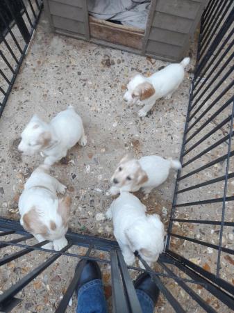 Image 2 of Working cocker spaniel puppies for sale