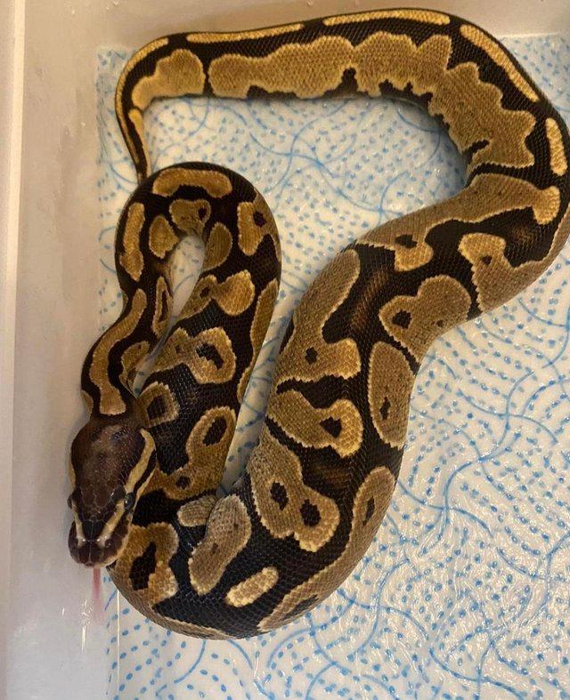 Preview of the first image of Female fire het pied ball python.