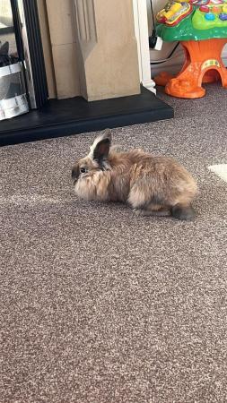 Image 1 of 2 lion head rabbits and hutch