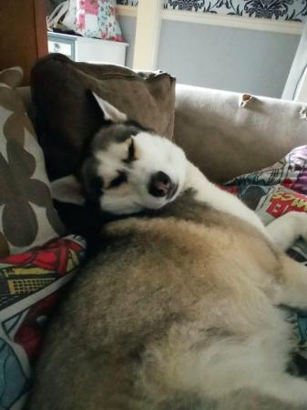 Image 1 of Amost three years old husky, female for sale to a good home