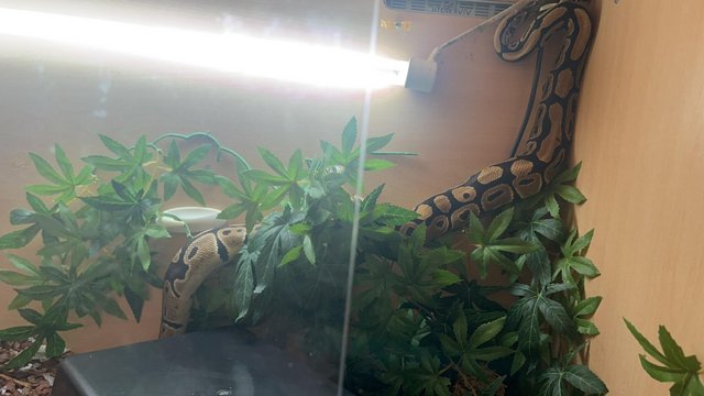 Image 3 of 3 year old royal python vivarium and equipment included