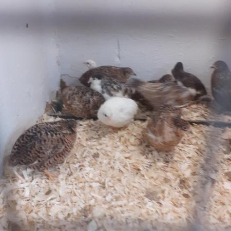 Image 3 of Quality Chinese quail for sale