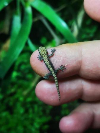 Image 2 of Mourning geckos hachlingd and semi adults for sale.