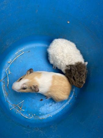 Image 5 of Male Guinea Pigs for Sale