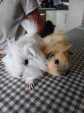 Image 1 of Long haired peruvian guinea pigs
