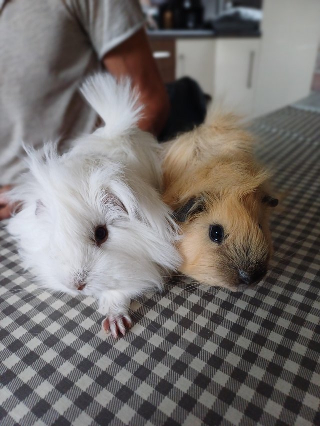 Preview of the first image of Long haired peruvian guinea pigs.